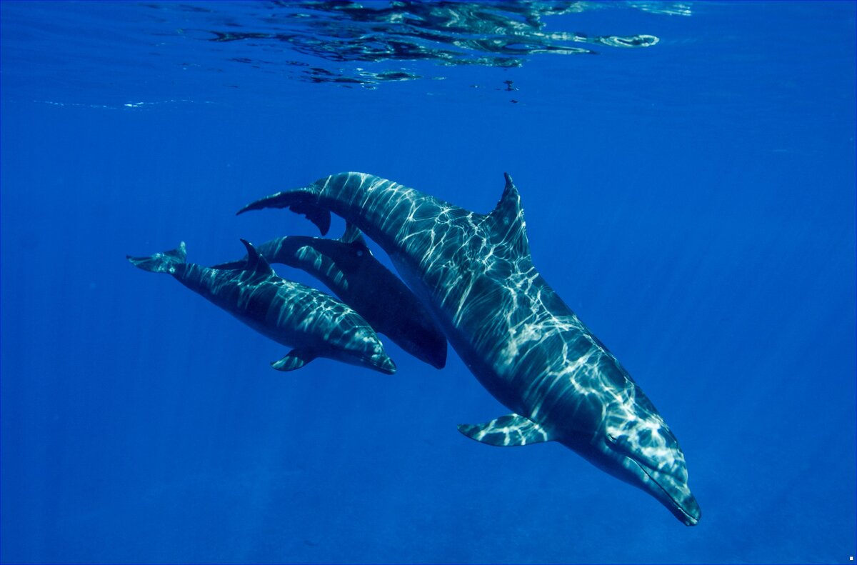 ФОТО  Pamela Carzon/Groupe d’Étude des Mammifères Marins  https://www.mnn.com/earth-matters/animals/blogs/bottlenose-dolphin-mom-adopted-baby-melon-headed-whale