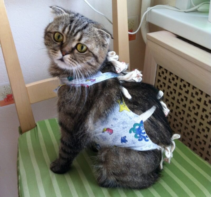 Источник: Яндекс. Картинки