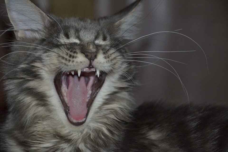  https://cdn.pixabay.com/photo/2015/03/15/06/25/maine-coon-674080_960_720.jpg