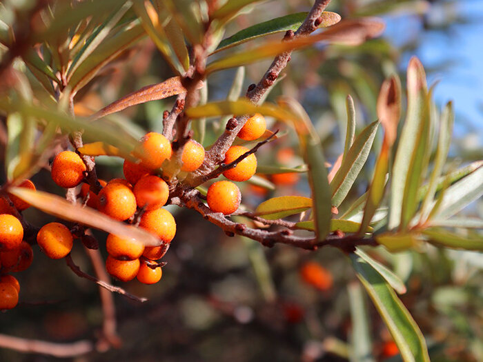 Облепиха осенью