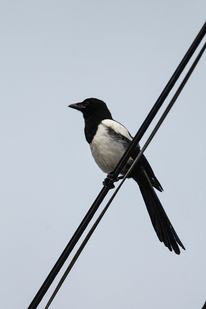 Птичка в Эскельстуне, Швеция