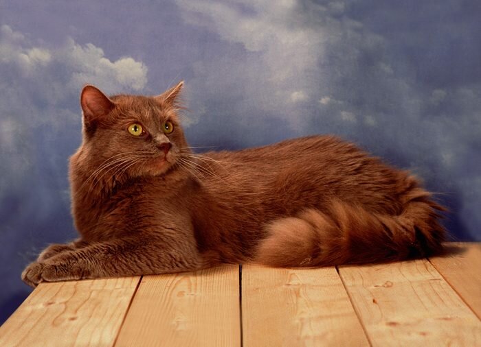 Источник: www.royal-canin.ru