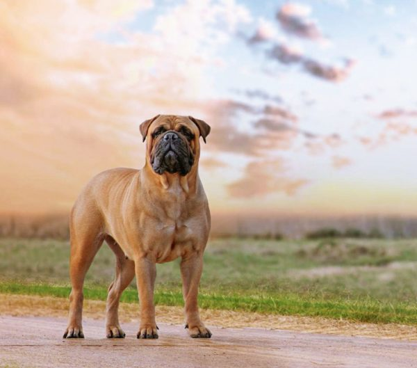 Bullmastiff Pet Supplies Sale xn--h1aahyg1df.xn--p1ai