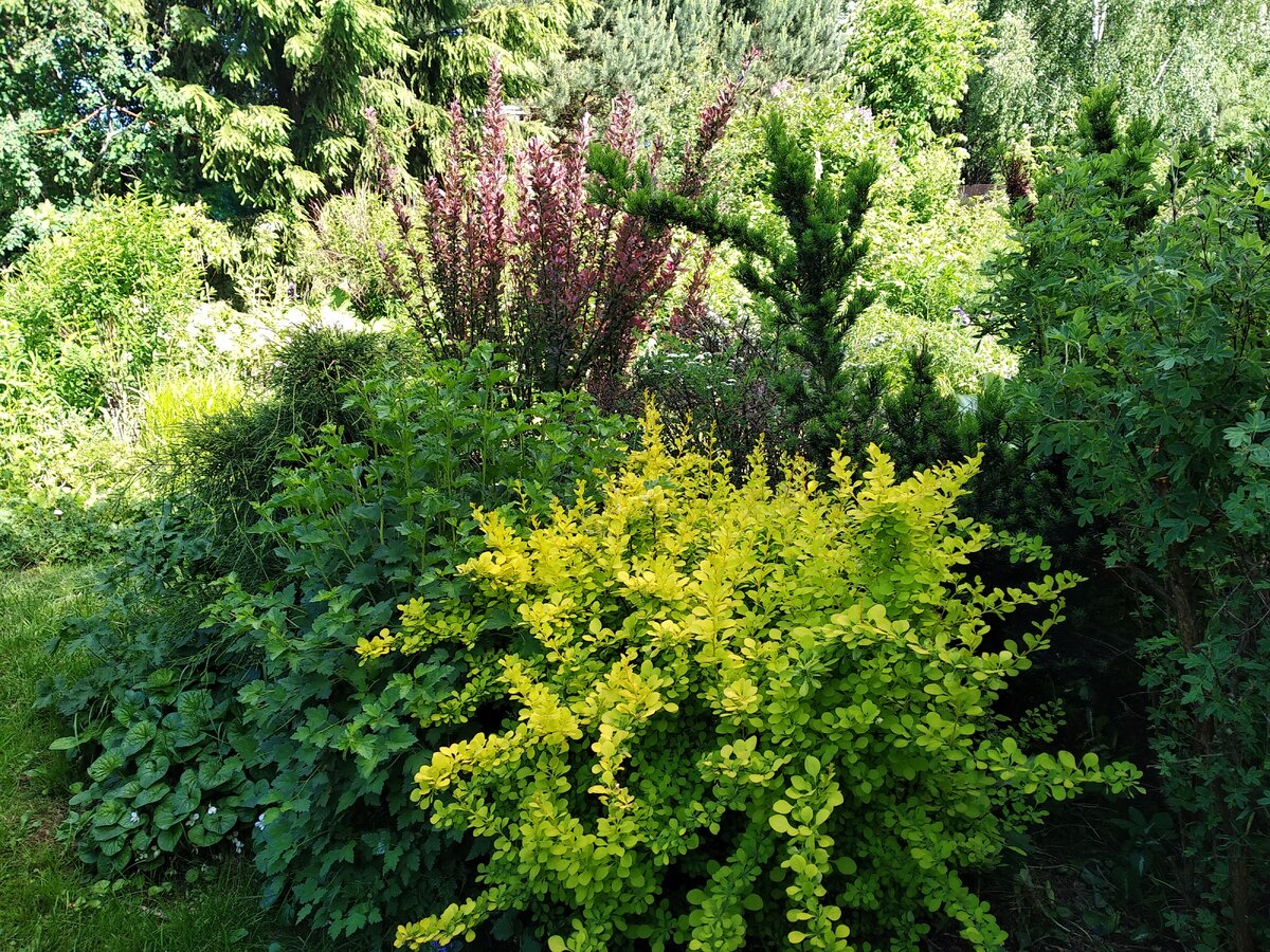 Барбарис Тунберга "Aurea", на заднем плане "Red Pillar"