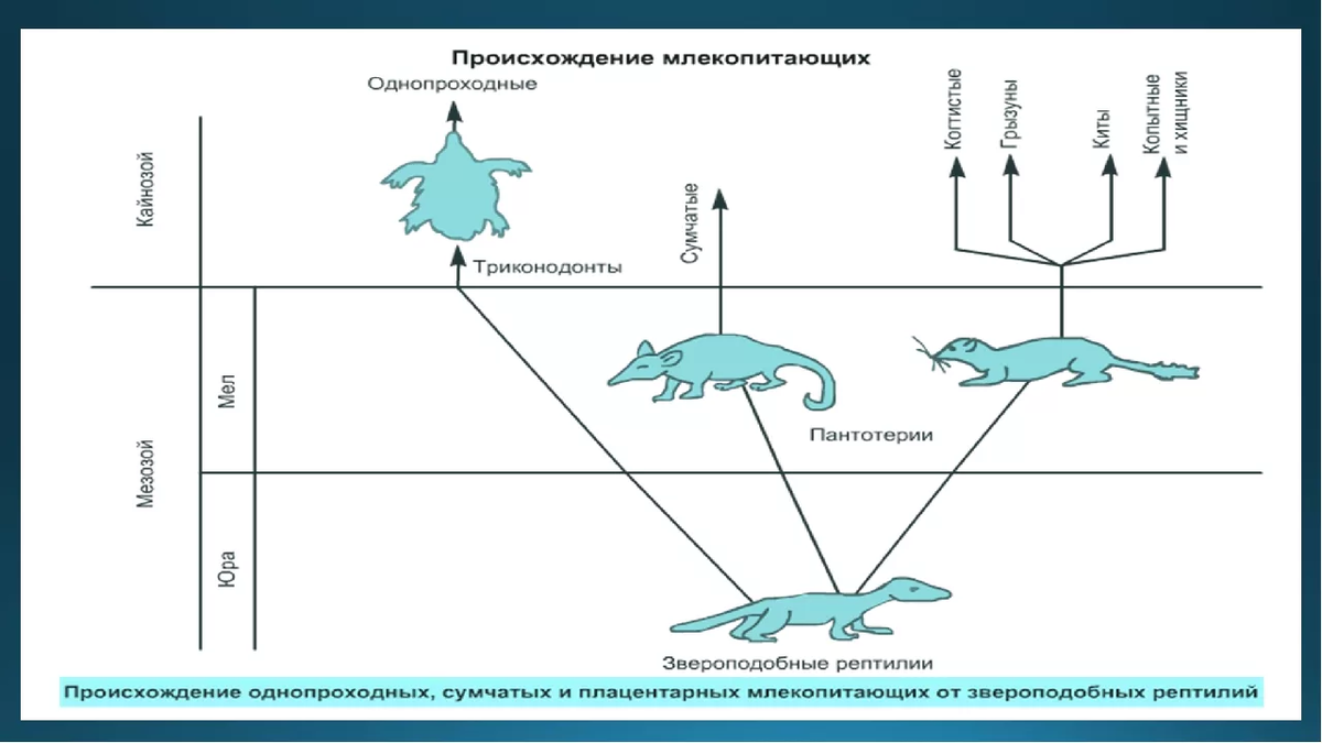 Схема млекопитающих 7 класс