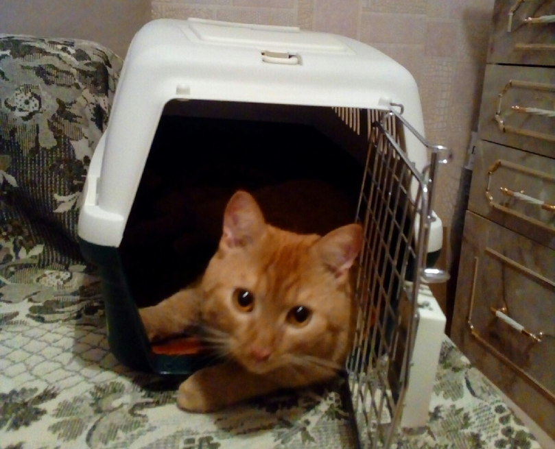Переноска нашего котофея и он в ней