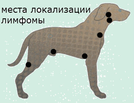Лечение воспаления лимфоузлов у собаки
