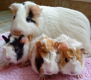 Короткошерстные морские свинки