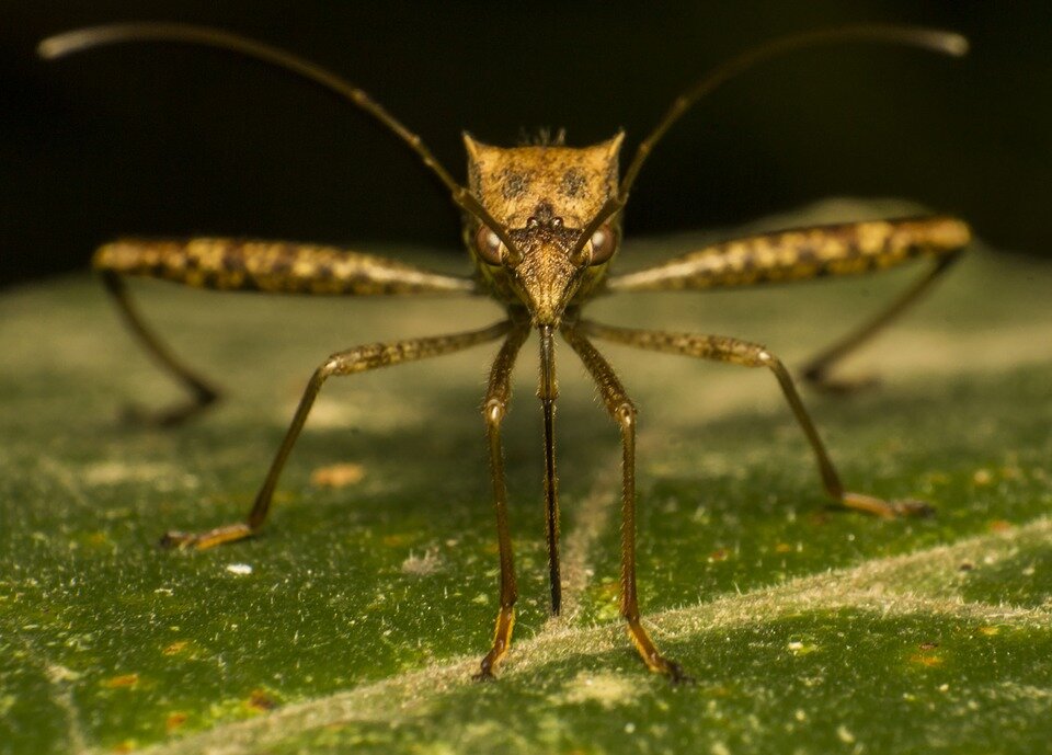 mosquito