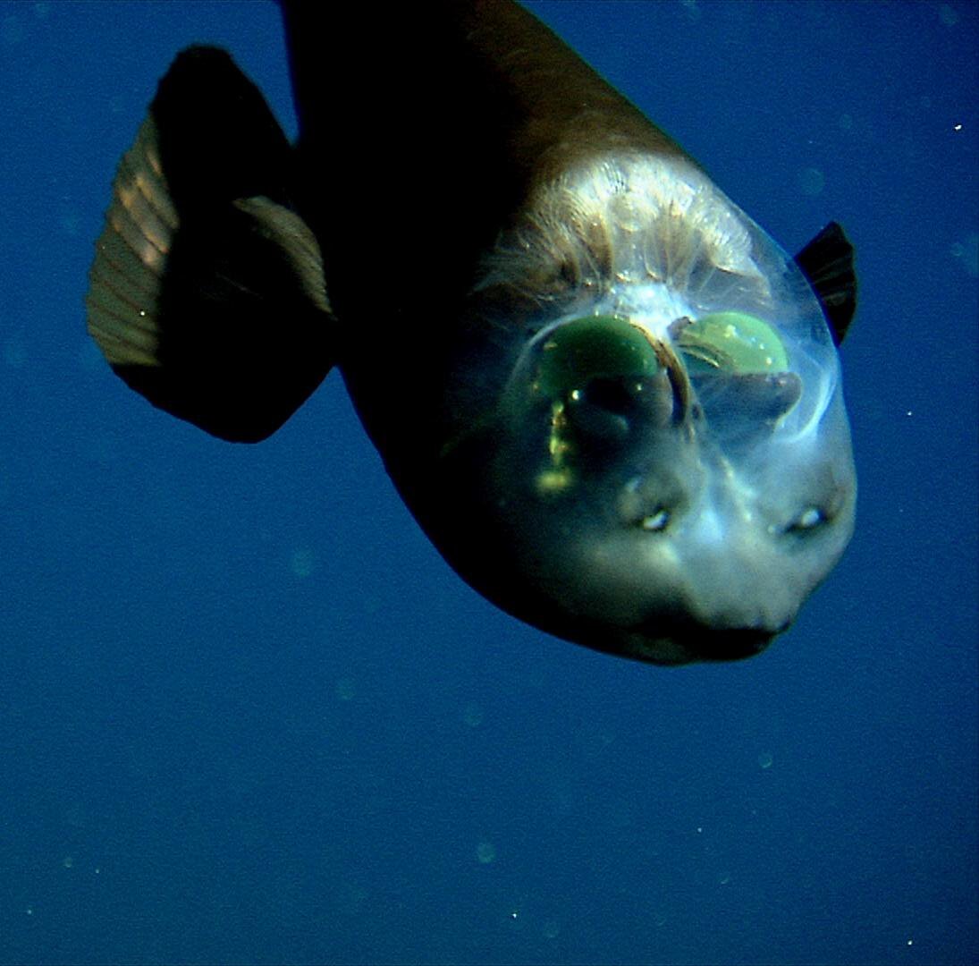 Самое самое марианской впадины. Рыба малоротая макропинна. Barreleye Fish рыба. Макропинна бочкоглаз. Малоротая макропинна или бочкоглаз.