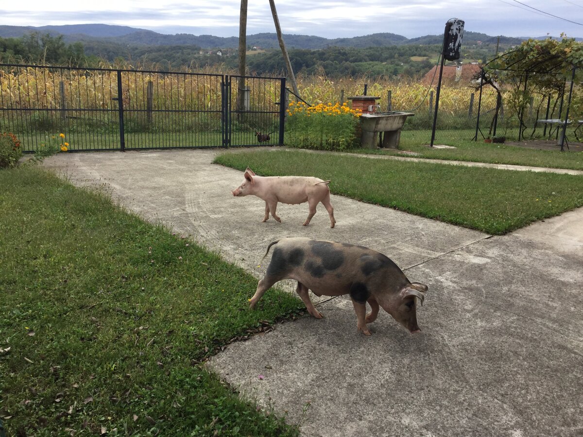 Опять они здесь!!!! https://www.instagram.com/tv/B2zrcPfj8vd/?igshid=nw7ctpvi3jo2