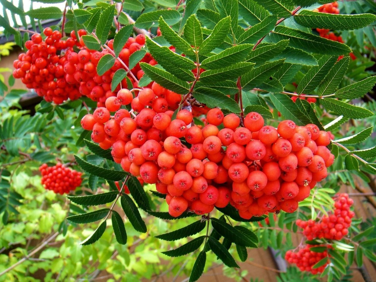 рябина обыкновенная