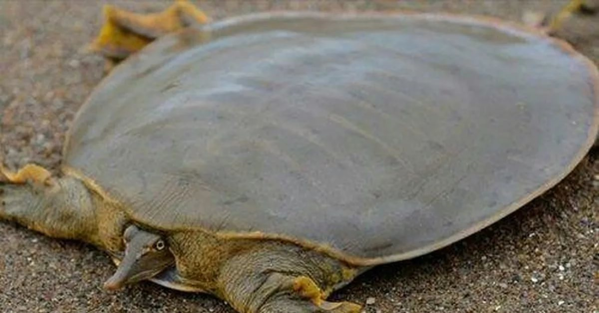 Мягкотелая черепаха.