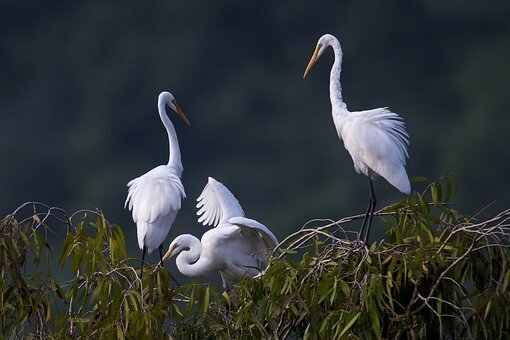 https://cdn.pixabay.com/photo/2018/08/08/02/25/stork-3591212__340.jpg