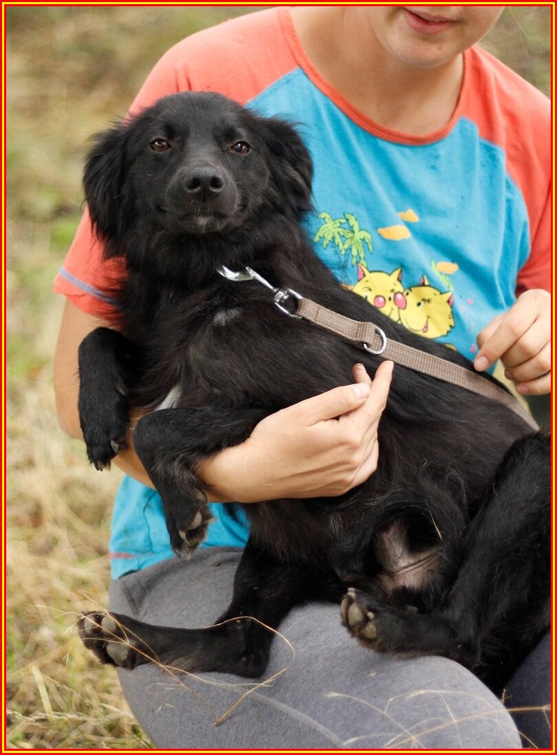 Фото из приюта "Лучший друг" г Ставрополь