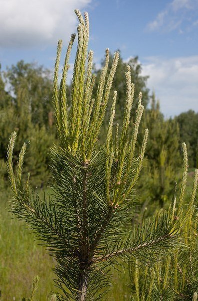 Pine tree