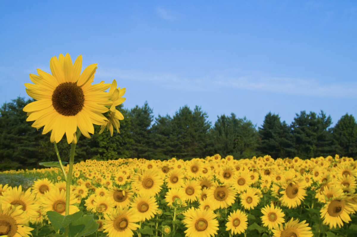  https://www.firestock.ru/pole-s-podsolnuhami-field-of-sunflowers/ 