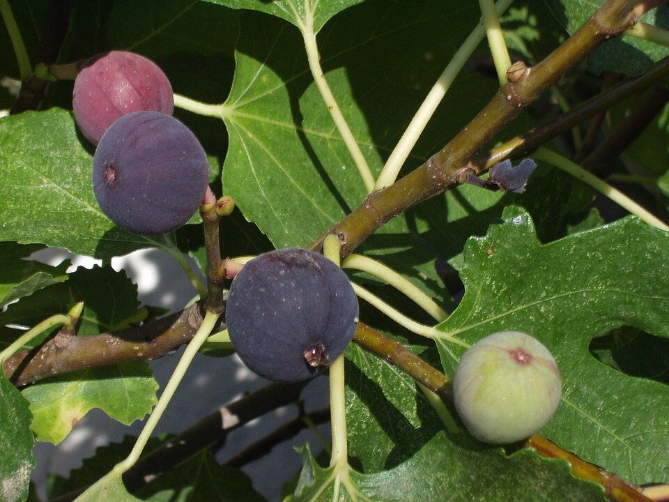 https://cdn.pixabay.com/photo/2010/12/01/figs-751_960_720.jpg