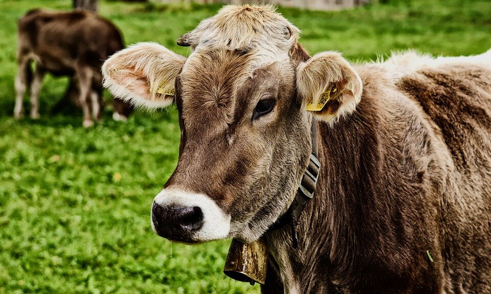 https://cdn.pixabay.com/photo/2018/08/16/21/12/cow-3611501_960_720.jpg