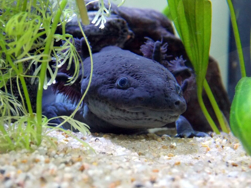 https://pixabay.com/photos/axolotl-melanotic-black-male-2193310/