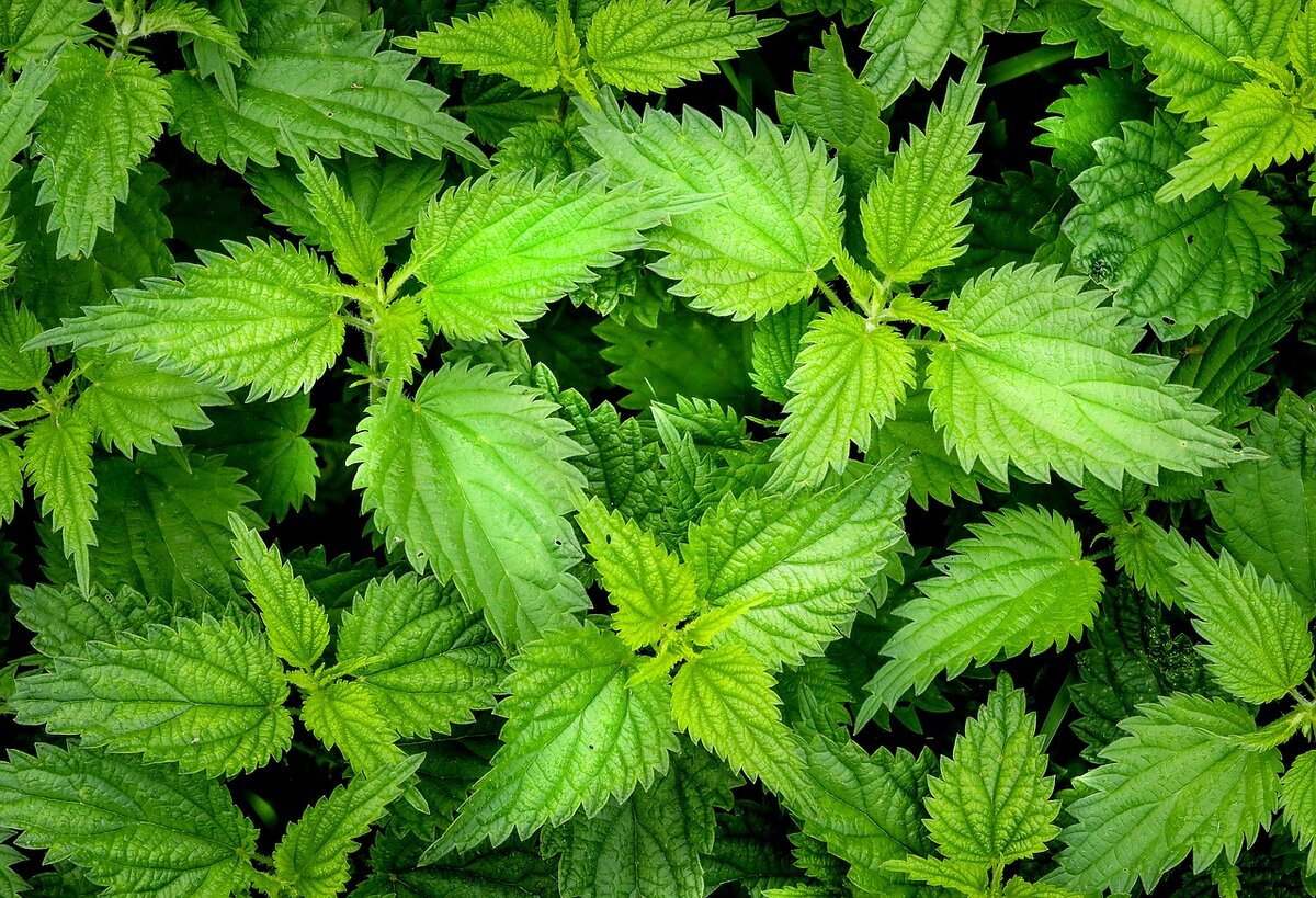 https://cdn.pixabay.com/photo/2017/08/01/11/36/nettle-2564588_1280.jpg