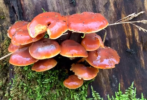 Зимний опёнок 