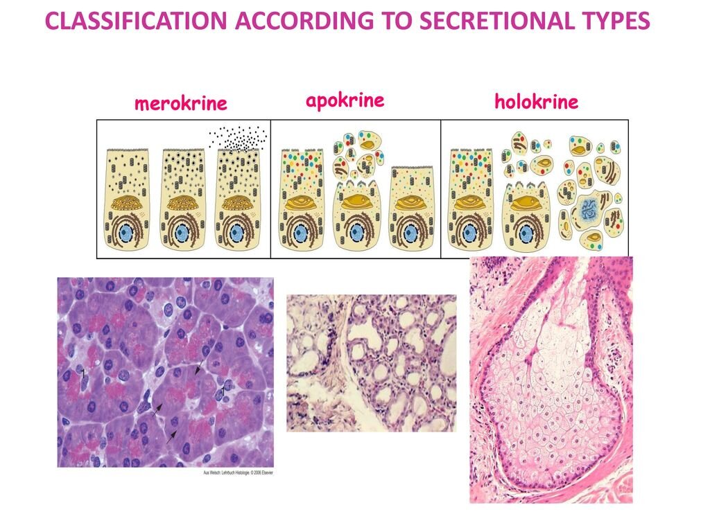 https://slideplayer.com/slide/13687984/84/images/17/CLASSIFICATION+ACCORDING+TO+SECRETIONAL+TYPES.jpg