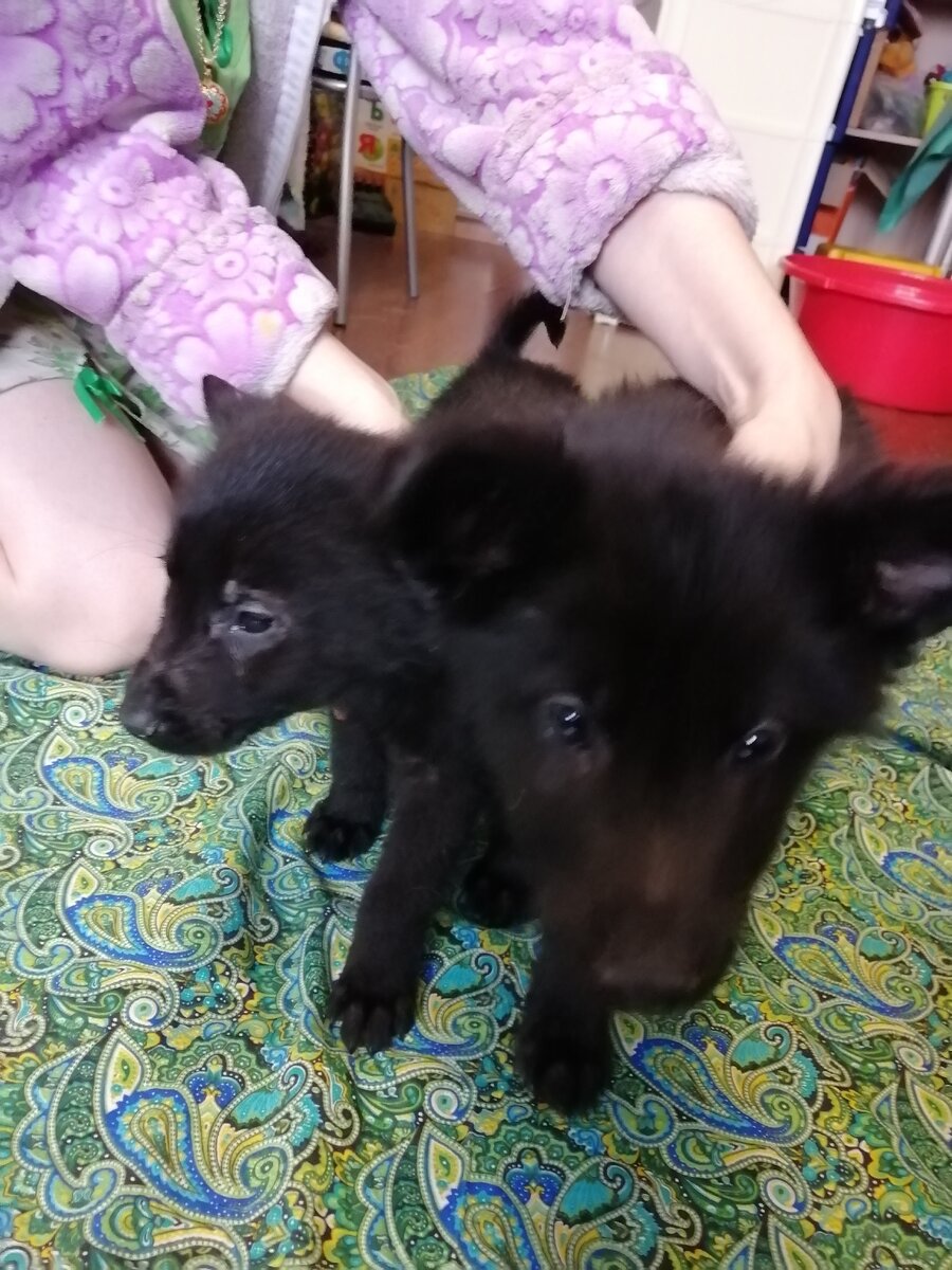 Как маленькие медвежатки))) 