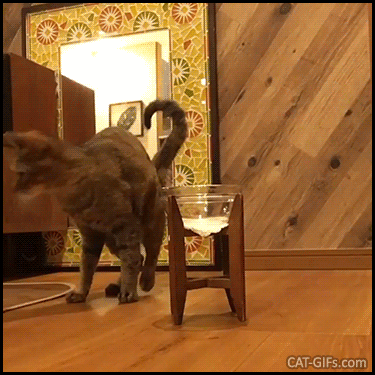 Кажется, котик не в восторге от качества корма