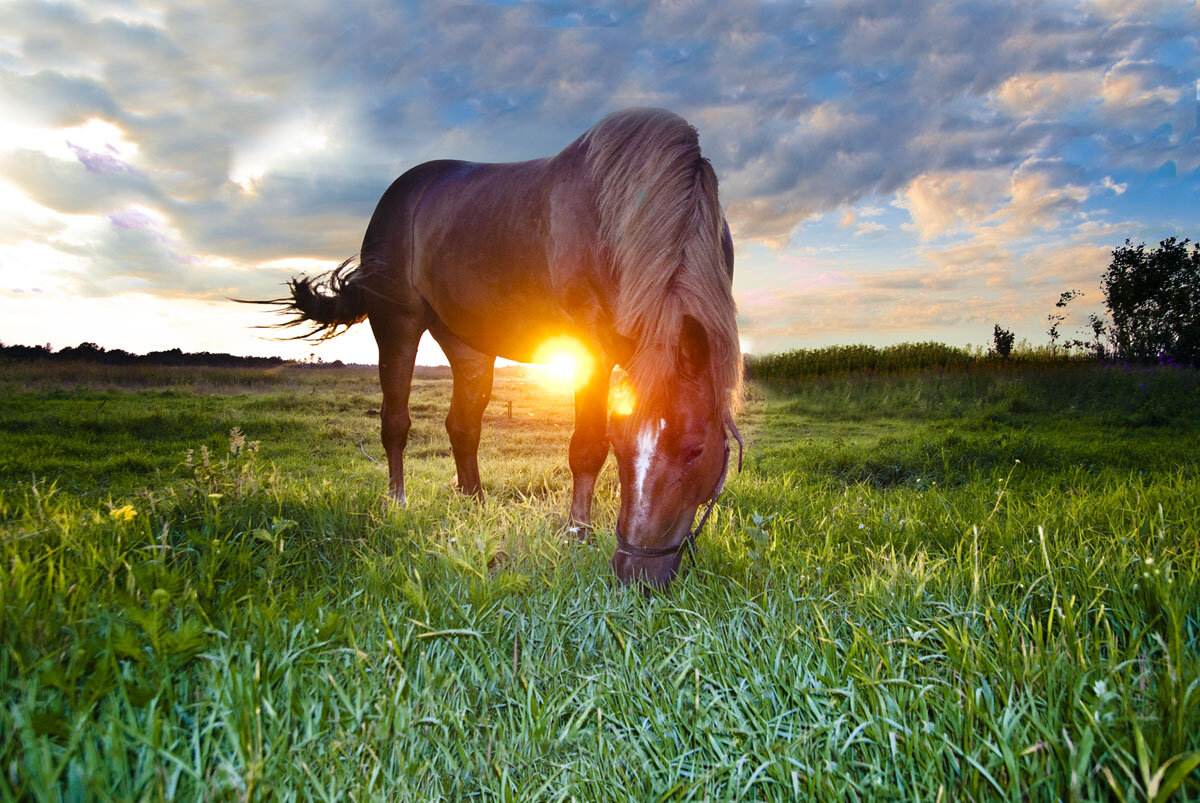 Добрая лошадка. Лошадь в поле. Лошадь утро. Loschadi v Pole. Лошади на рассвете.