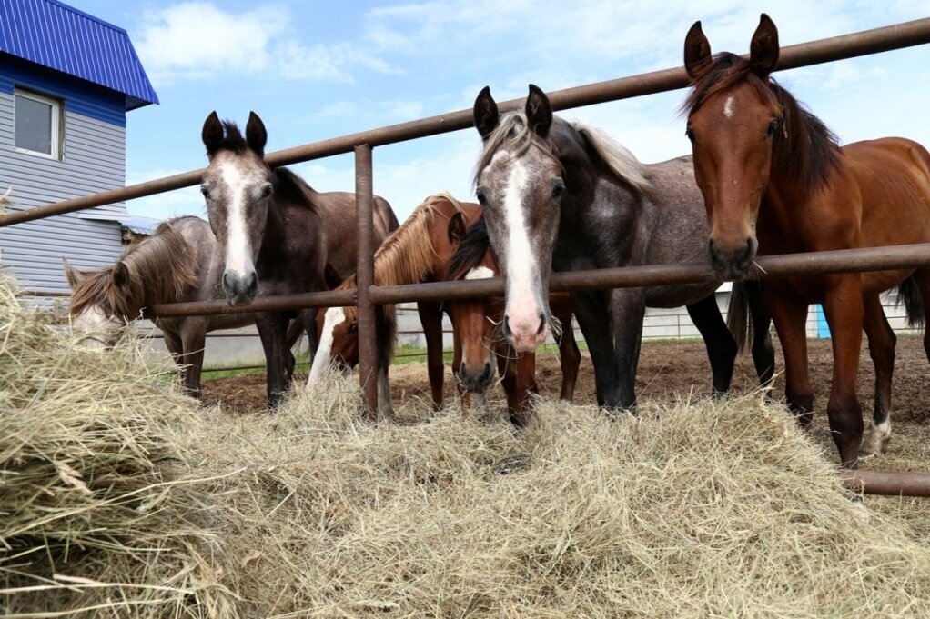Загон для лошадей. Предприятие по разведению лошадей. Предприятие по разведению лошадей. Стойло. Предприятие по разведению лошадей.