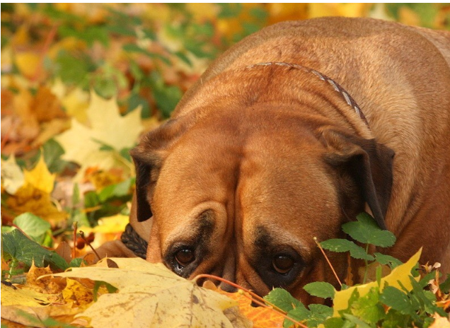 Почему собаки уходят из дома перед смертью: рассуждаем и анализируем