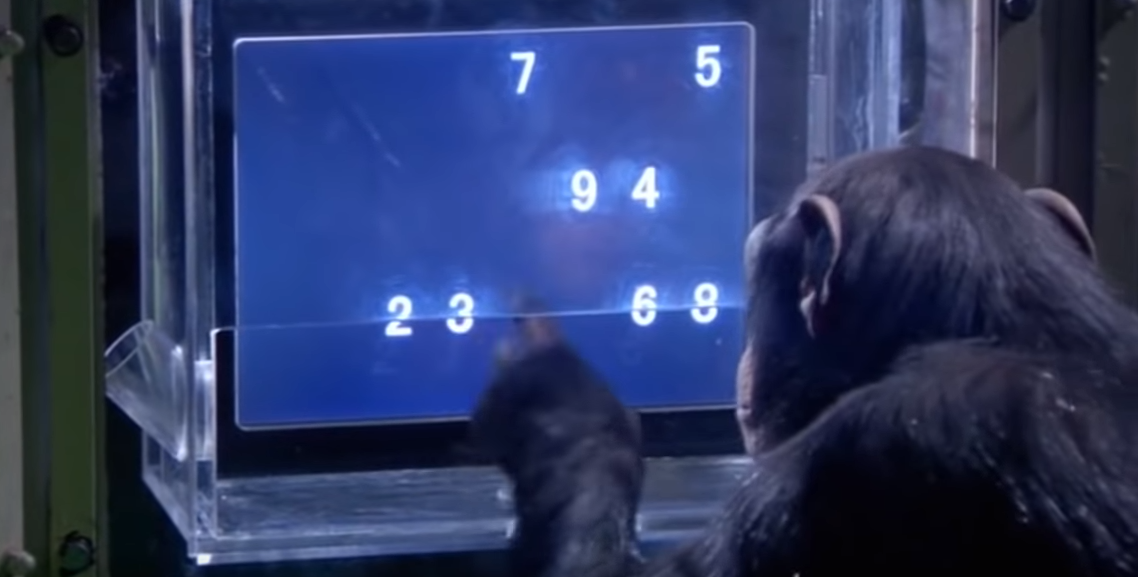 Шимпанзе проходит тест на память