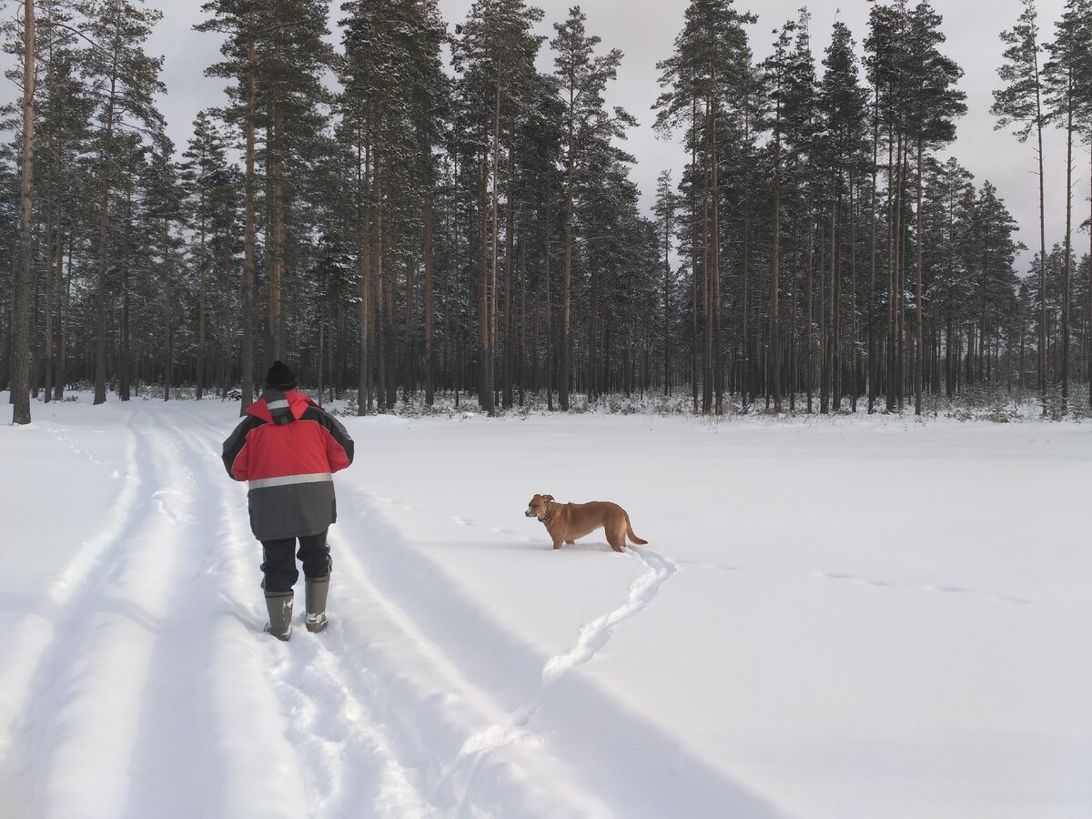 зима в лесу