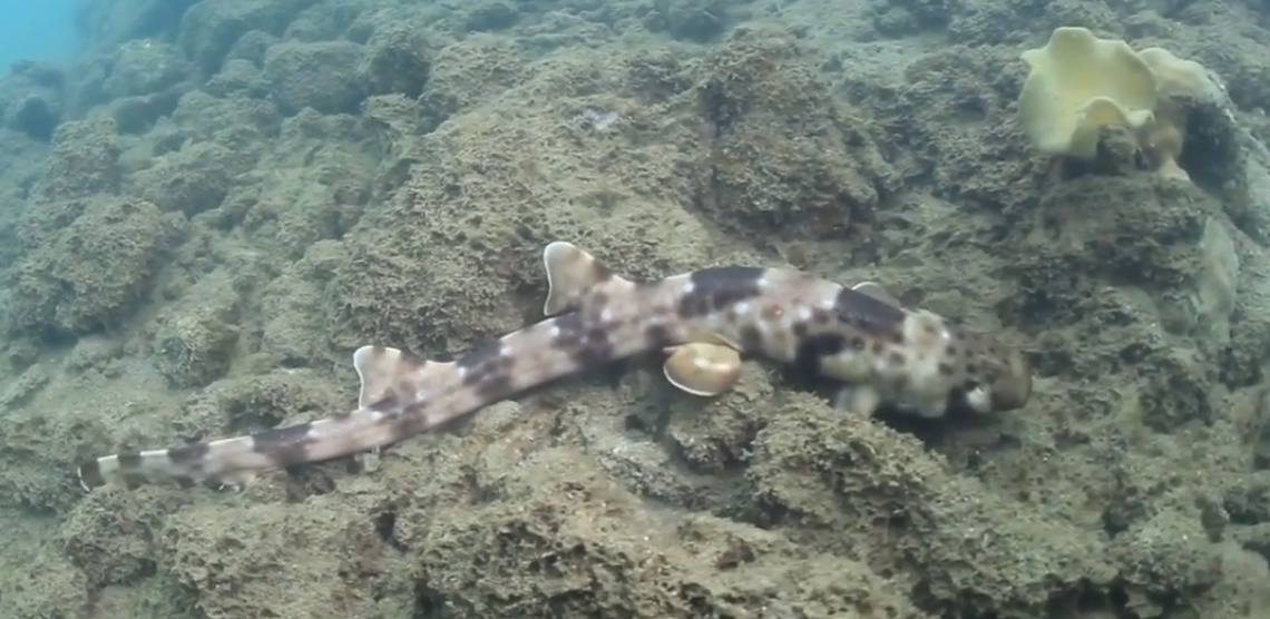 Белопятнистая кошачья акула