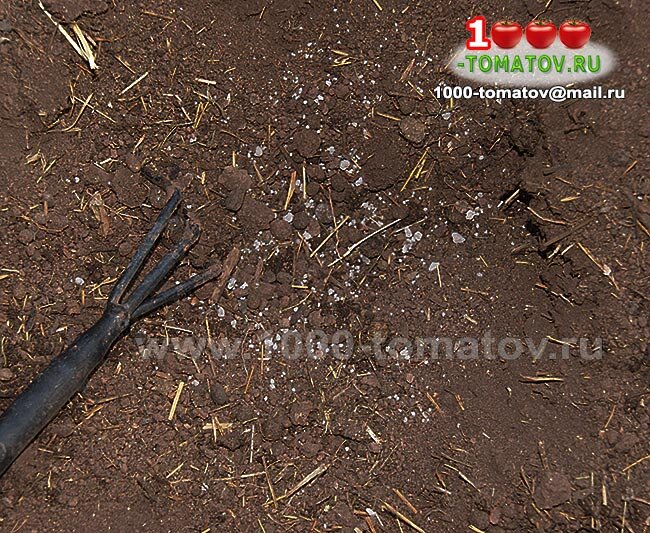 Посадка томатов фото 1