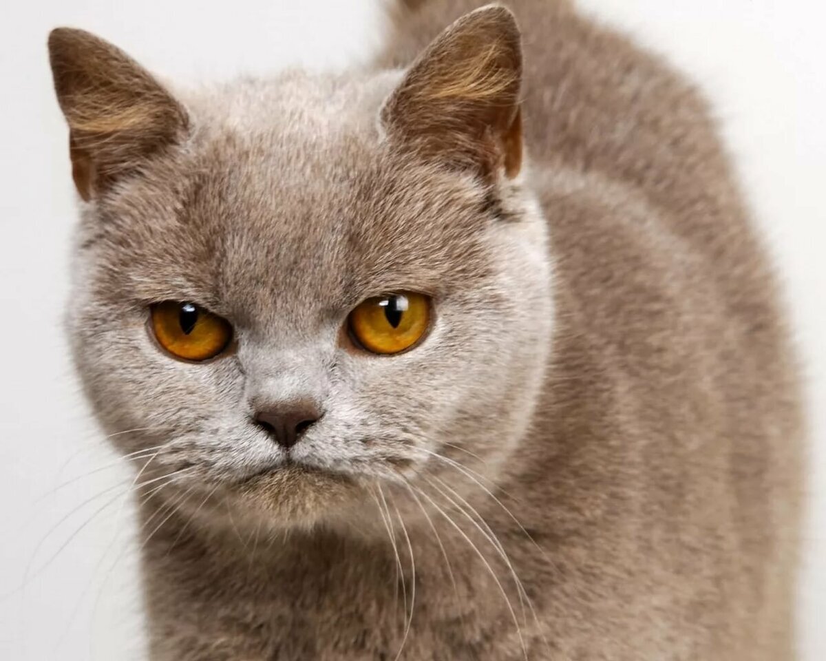 Фото взято из открытого источника для иллюстрации статьи