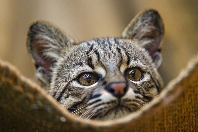 кот жоффруа (яндекс.картинки)