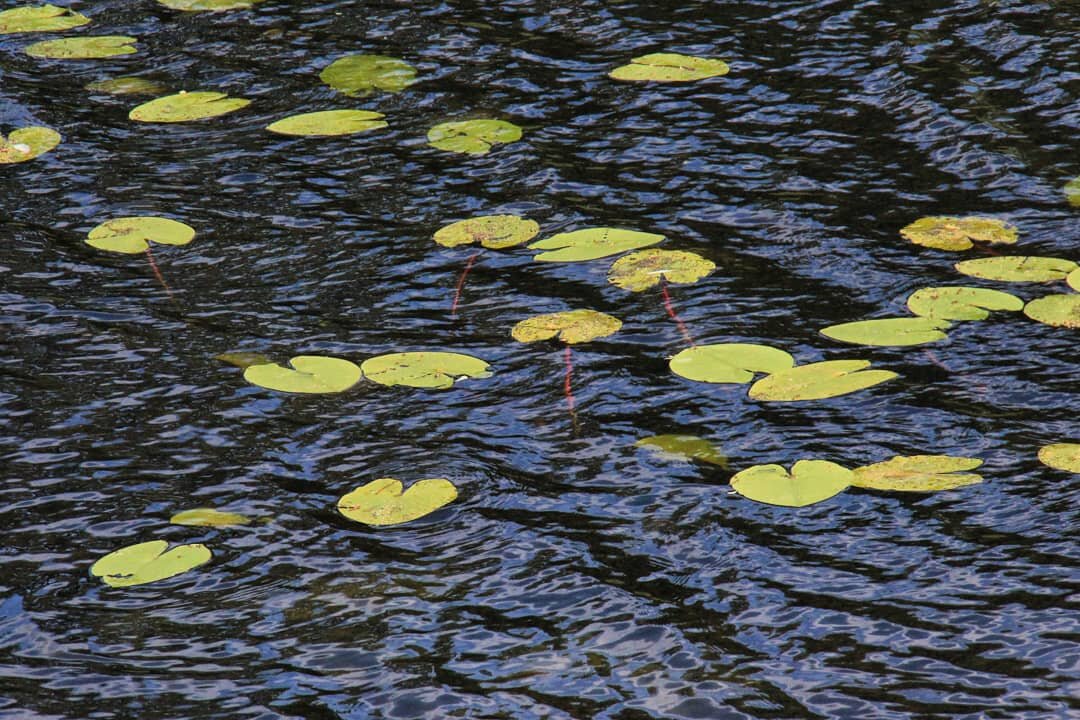 Листья кувшинок в реке