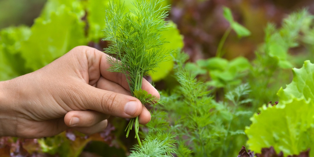 Как посадать зелень, чтобы зимой наслаждаться свежими витаминами