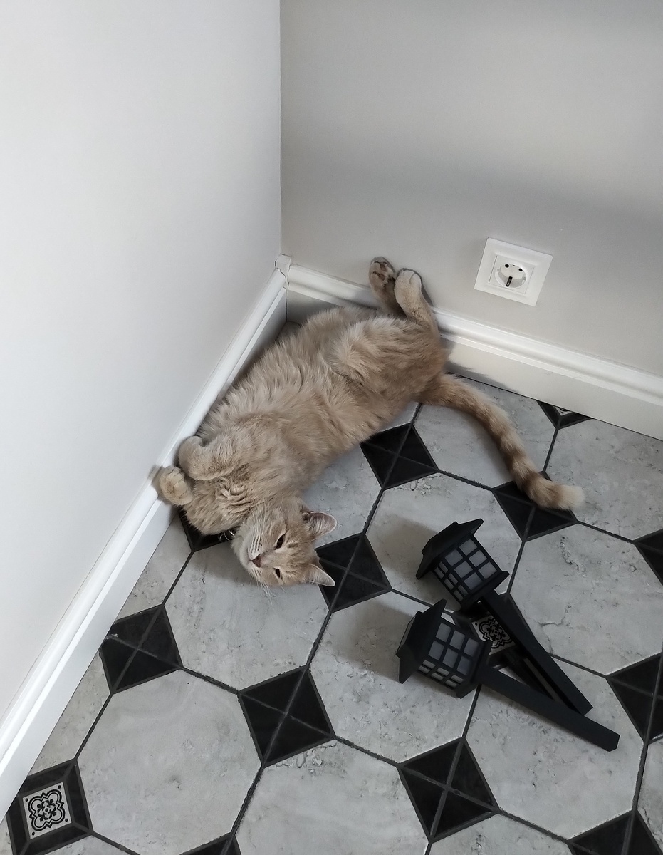 Кота не обманешь. Он лучше тепловизора определяет, где трубы отопления и горячей воды проходят.