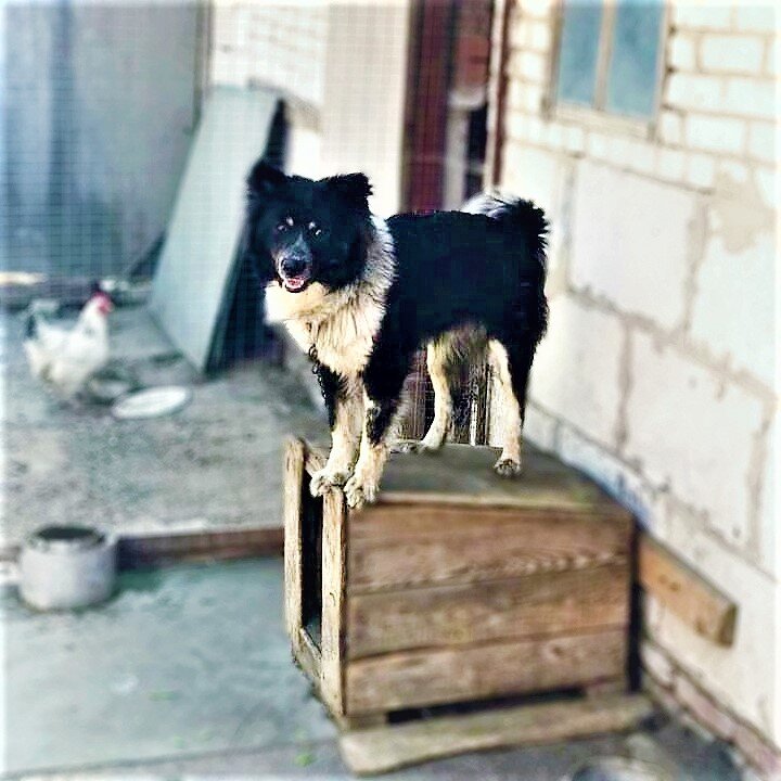Он тоже хочет жить!