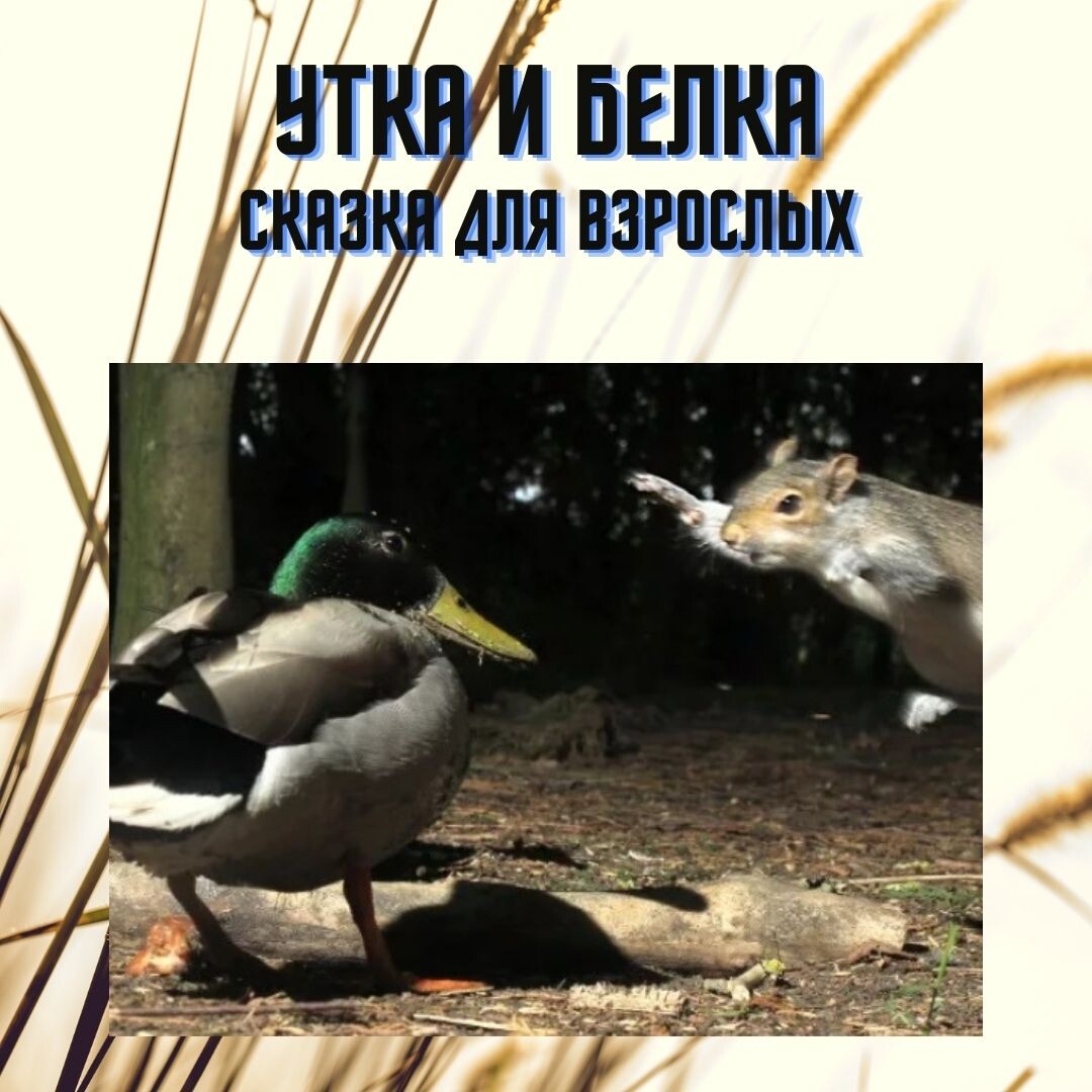 
 Встречаются бельчонок и утенок. Бельчонок говорит:
- Тебе хорошо, у тебя есть крылья. Здесь еда закончилась, ты полетел в другое место, там где побольше еды и готово. А мне приходится рыскать, чтобы найти шишки, да ягоды.

Утенок отвечает:
- Ну и что, что есть крылья. Рыбы в пруду стало мало, трава жухлая, особо не пощиплешь.
Вон орлу хорошо. Он высоко летает, далеко видит. Ни одну мышь не пропустит мимо себя. А мышей ого-го сколько. Ешь- не хочу. Вот кому хорошо живется!

Проползает мимо уж.
- Что орел! Зима наступает, вверху ветер и зябко.
Кому жить хорошо, так это коту домашнему. Еду всегда хозяин положит в тарелку. Сам видел. Тепло и светло. Гоняй себе мух и играй!

Мимо проходил кот:
- Ну да, жить у человека еще то удовольствие! Попадешь под плохое настроение хозяина, получишь под хвост тапочкой или еще хуже ногой в живот. Приходиться прятаться, если хозяин в плохом настроении. Вот белке хорошо. Она по деревьям скачет, куда хочет бегает, что хочет ест. А мне дают то, что хозяин купит в магазине. Нет, лучше всего живется белкам.

Бельчонок залез в свое гнездо, посмотрел на свои запасы и подумал:
- Как же здорово мне живется! Ем что хочу! Прыгаю, где хочу! Дышу свежим воздухом и ни от кого не завишу! Вот это счастье!

Утенок плюхнулся в воду, нырнул и достал рыбу. Вкусно!
- Мне тоже неплохо живется, - подумал он. Я могу полететь туда, где больше рыбы и не зависеть от места положения, у меня же есть крылья!

Уж пополз в свою норку.
- И мне тоже живется не плохо. Я могу выследить любую живность, меня никто не замечает. А когда наступает холод, я могу крепко спать. Ну не счастье ли?!

Кот вернулся в дом.
- Прав уж. Мне лучше всех живется. Ну подумаешь, хозяин бьет. Но хозяйка то, любит! Еда всегда есть, детишки со мной играют. Нет, что ни говори, а мне живется лучше всех!

Орел, слыша разговор зверей, подумал:

- Живется тому хорошо, кто занимается своим делом, потому, что выполняет свое предназначение.

Мораль сей сказки такова: хорошо тому, кто живет по своему предназначению.