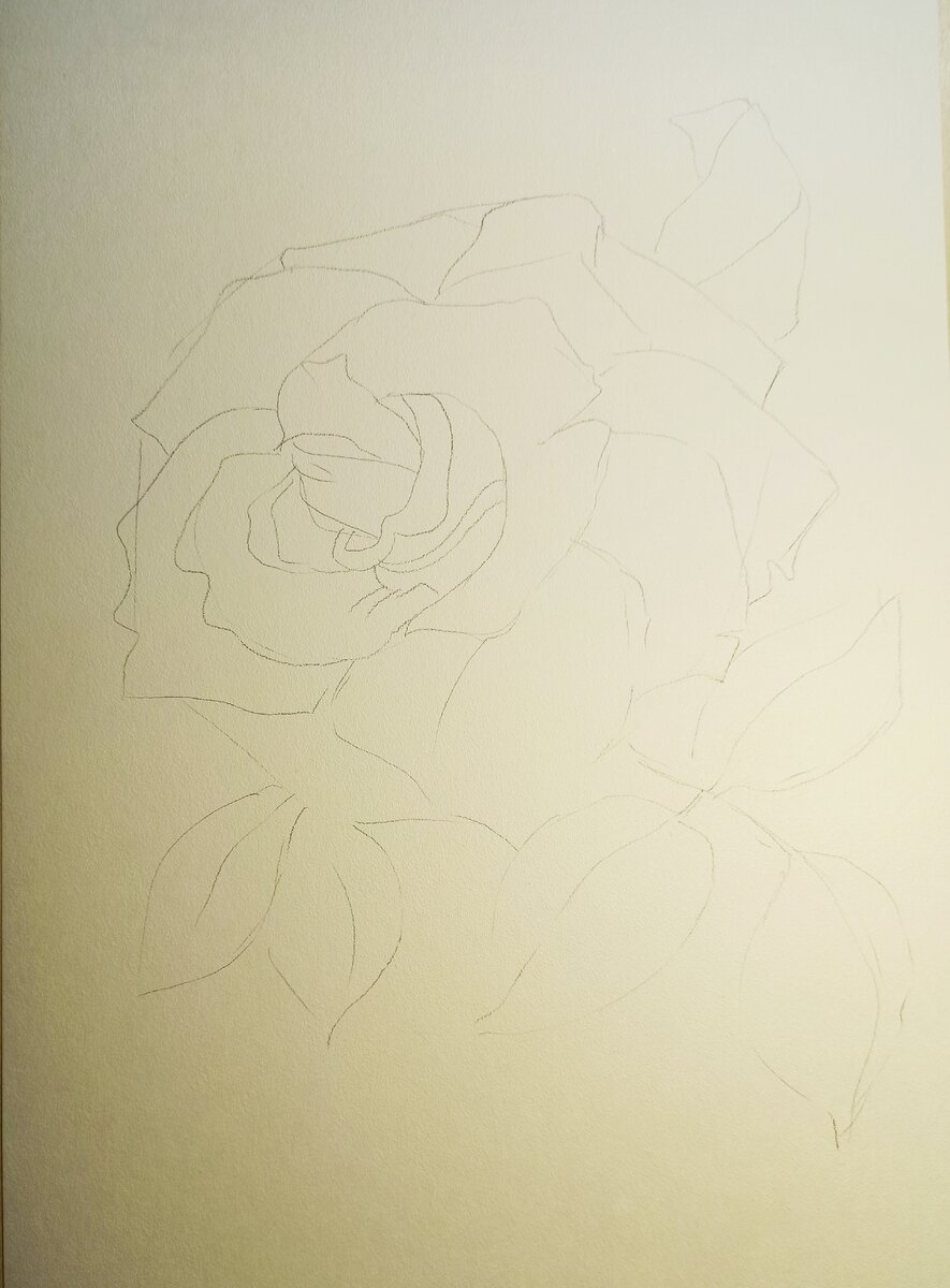 Лепестки у розы растут по спирали, от центра маленькие, ближе к краю все больше и больше. Листья напоминают форму лодочки.