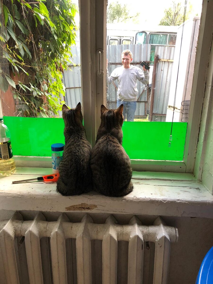 Встречают хозяина 