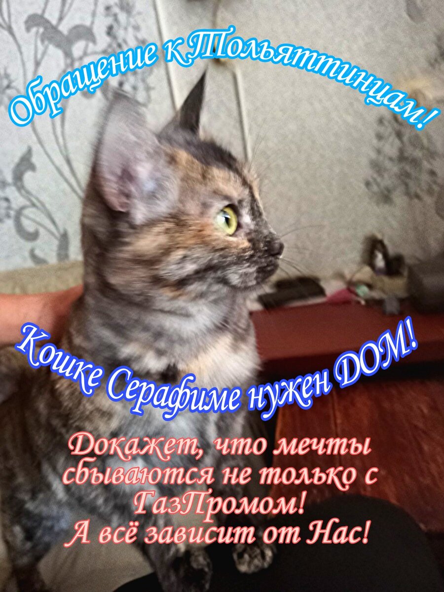 1. Серафиме нужен ДОМ!