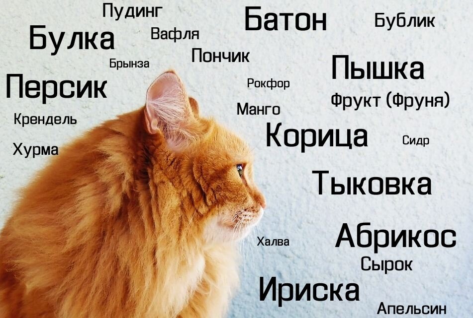 Как назвать кота-мальчика — красивые клички для котов | Royal Canin