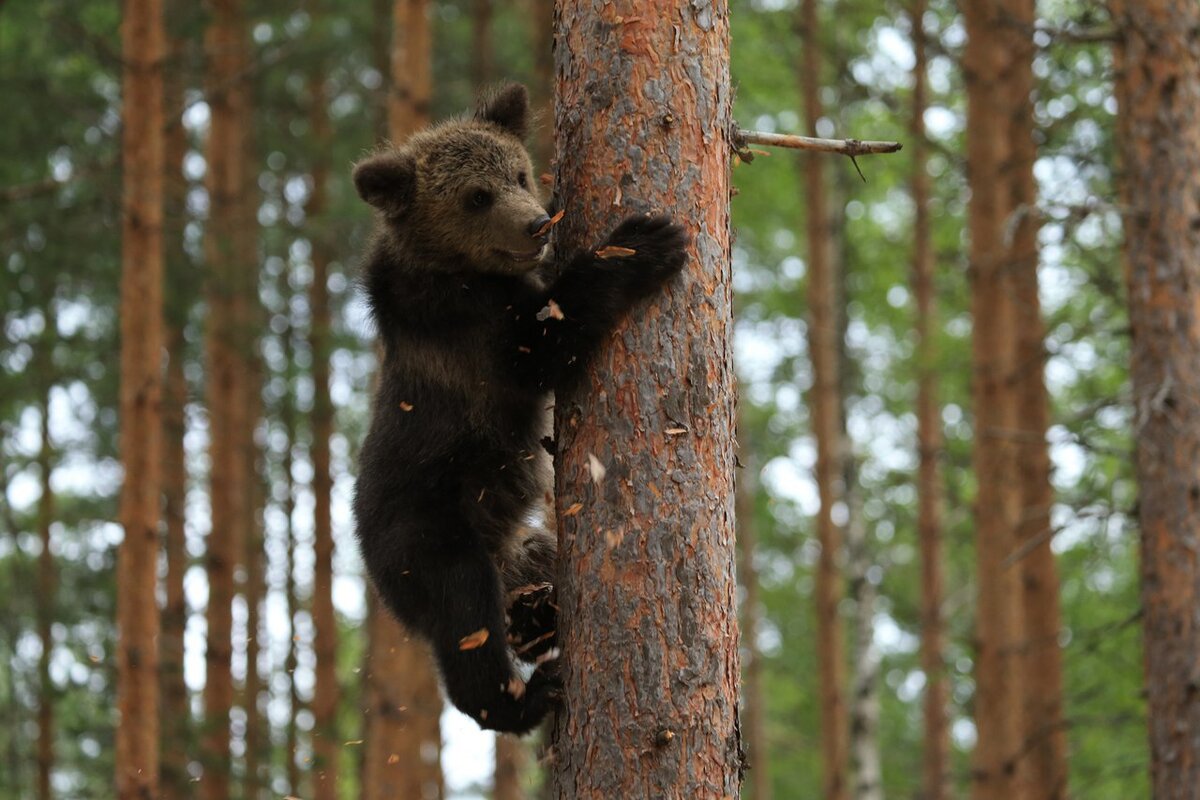 Фото 3 медведей