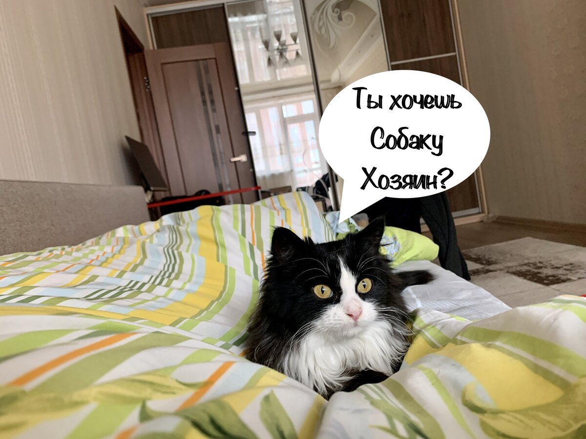Даже Буся этим озадачена