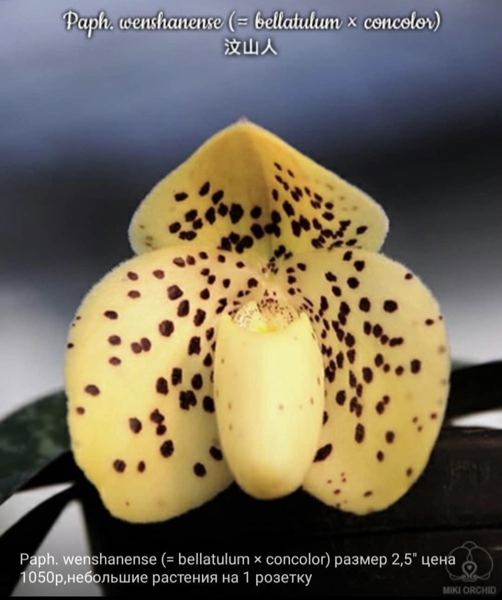 Вот его хотелось получить больше всего!